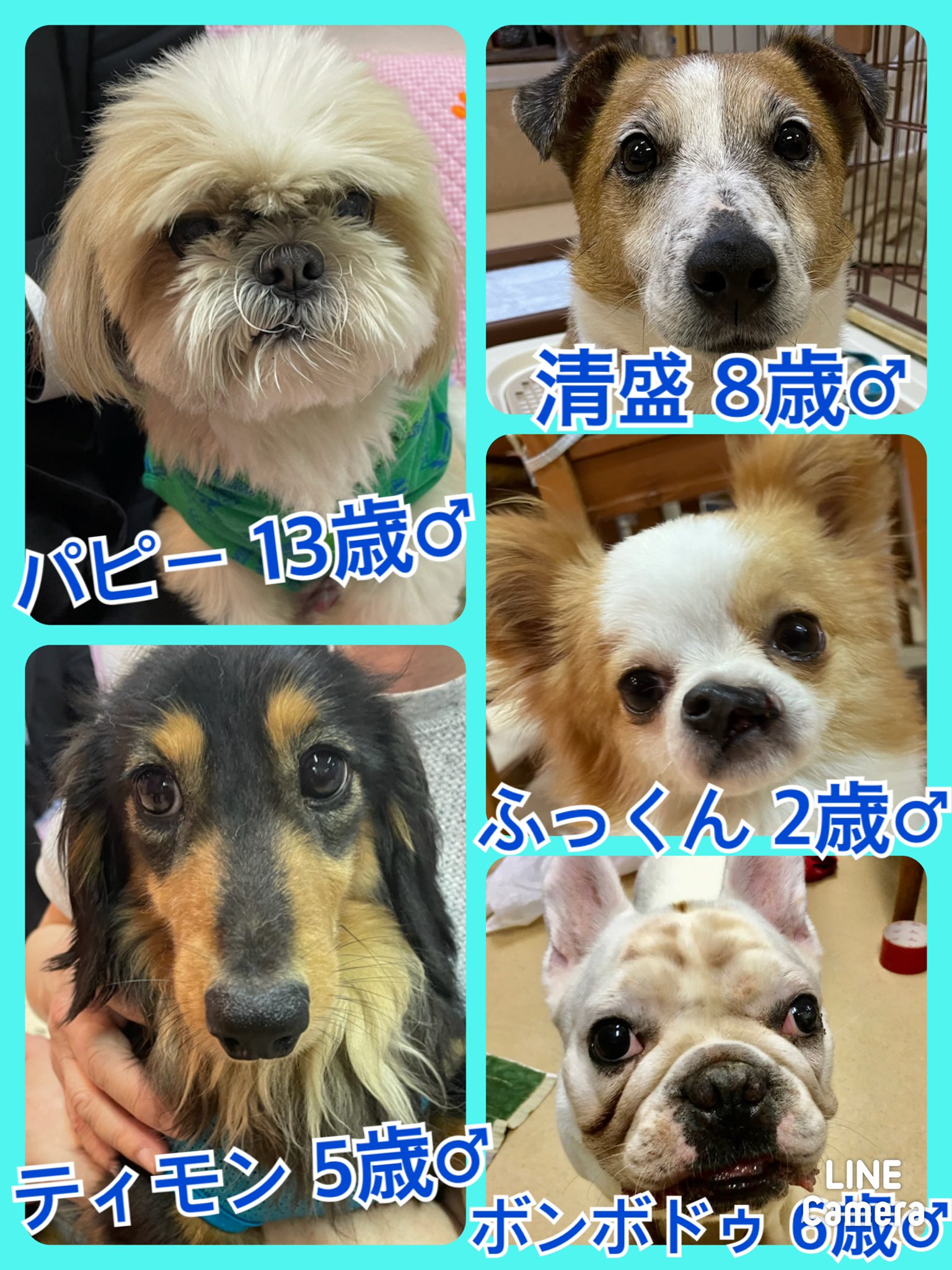 🐾今日の里親様募集中ワンコ🐶メンバーです🐾2021,5,29